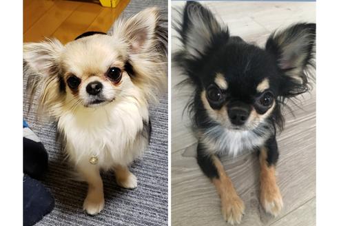 販売中のチワワ(ロングコート)の親犬