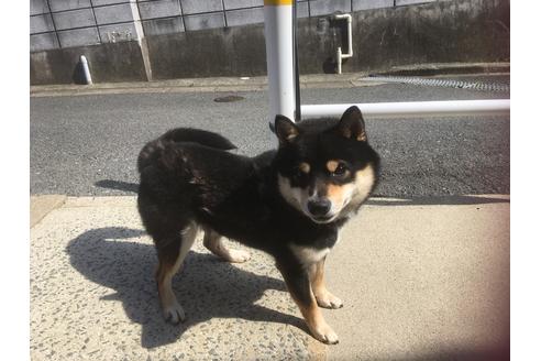 販売中の豆柴の親犬