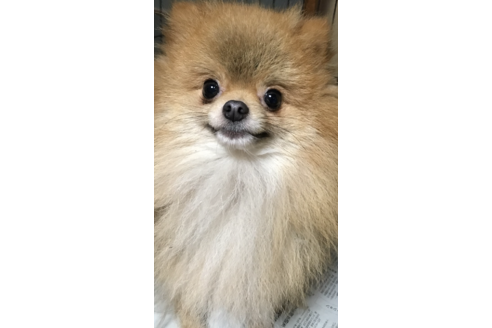 販売中のポメラニアンの親犬