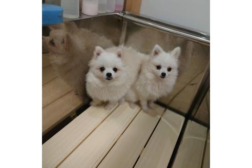 販売中のポメラニアンの親犬