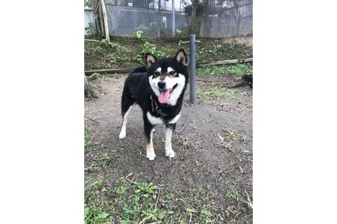 販売中の柴犬の親犬