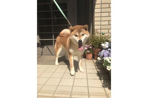 販売中の柴犬の親犬