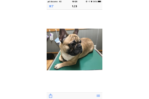 販売中のフレンチブルドッグの親犬