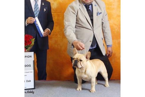 販売中のフレンチブルドッグの親犬