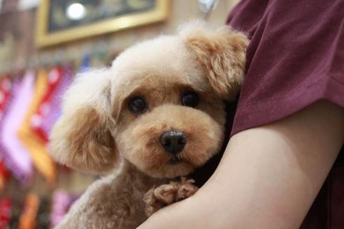 販売中のトイプードルの親犬