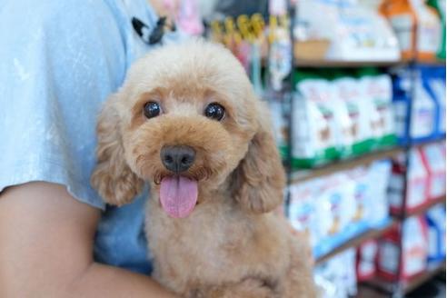 販売中のトイプードルの親犬