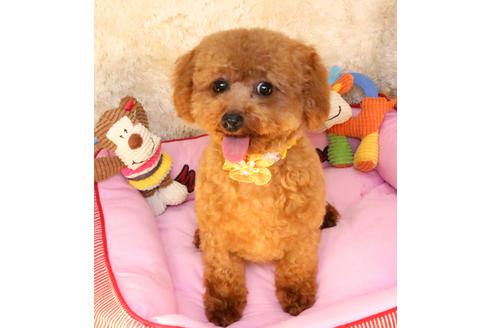 販売中のトイプードルの親犬