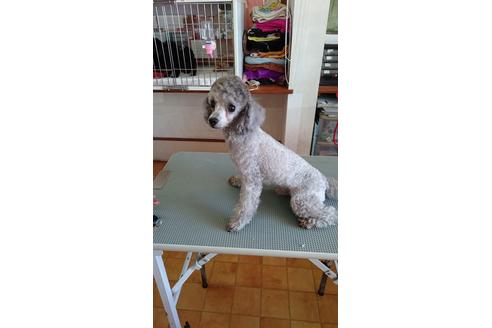 販売中のタイニープードルの親犬