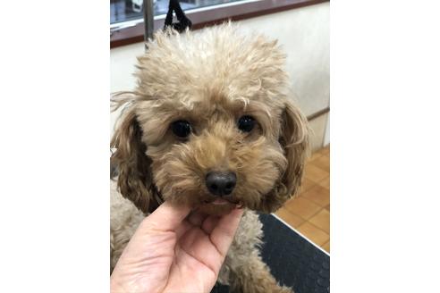 販売中のタイニープードルの親犬