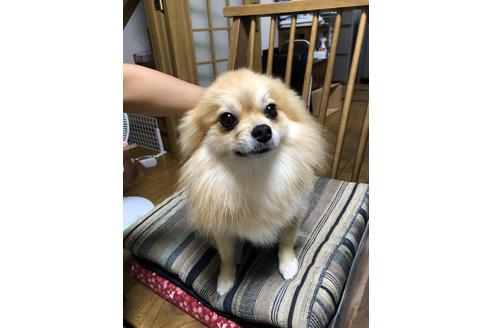 販売中のポメラニアンの親犬