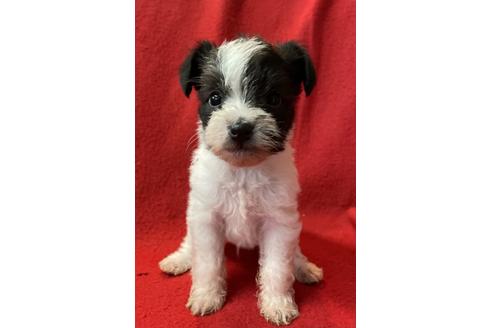 静岡県のミックス犬 男の子 11 02生まれ チワプー ミニチュアシュナウザーの赤ちゃんです 子犬id ブリーダーナビ 静岡県のミックス犬 男の子 11 02生まれ チワプー ミニチュアシュナウザーの赤ちゃんです 子犬id ブリーダーナビ