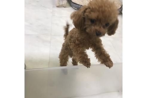 販売中のティーカッププードルの親犬
