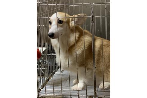 販売中のウェルシュコーギーペンブロークの親犬