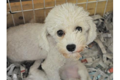 販売中のビションフリーゼの親犬