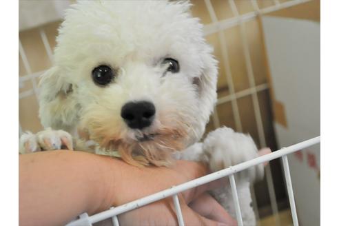 販売中のビションフリーゼの親犬