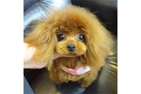 販売中のタイニープードルの親犬