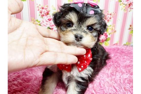 秋田県のミックス犬 女の子 10 23生まれ こんな子見た事ありますか 可愛いお顔が自慢です 飼育しやすいわんちゃん 初心者様にお勧めです 子犬id ブリーダーナビ 秋田県のミックス犬 女の子 10 23生まれ こんな子見た事ありますか 可愛いお顔が自慢です 飼育しやすいわんちゃん 初心者様にお勧めです 子犬id ブリーダーナビ