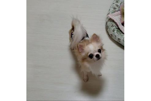 販売中のチワワ(ロングコート)の親犬