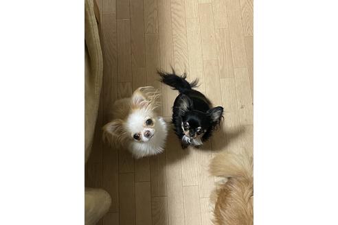 松本朝美ブリーダー ブリーダーナビ 松本朝美ブリーダー ブリーダーナビ