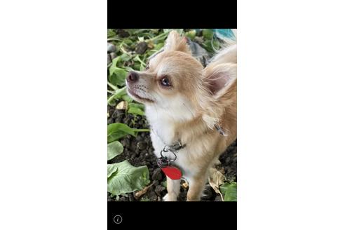 販売中のチワワ(ロングコート)の親犬