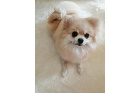 販売中のポメラニアンの親犬