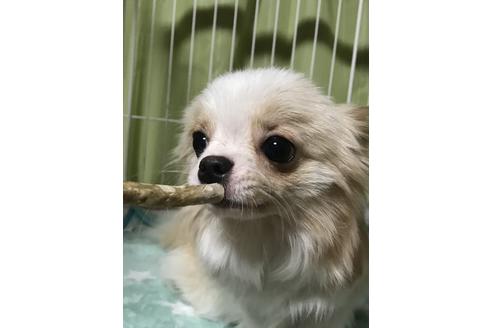 販売中のチワワ(ロングコート)の親犬