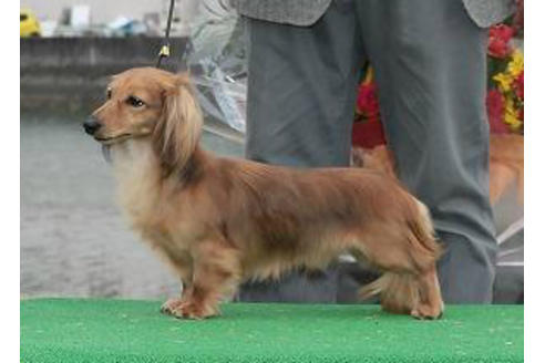 販売中のカニンヘンダックスフンド(ロングヘアード)の親犬