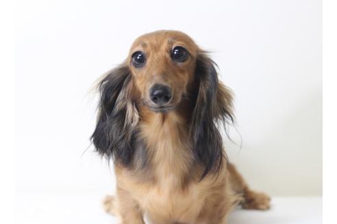 販売中のカニンヘンダックスフンド(ロングヘアード)の親犬
