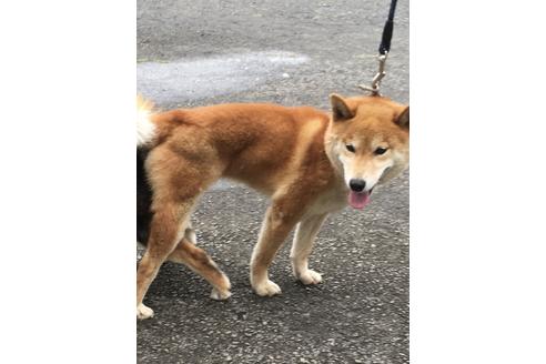 販売中の柴犬の親犬