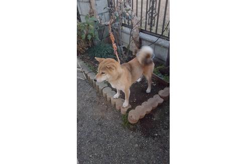 販売中の柴犬の親犬