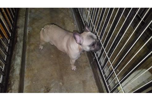 販売中のフレンチブルドッグの親犬