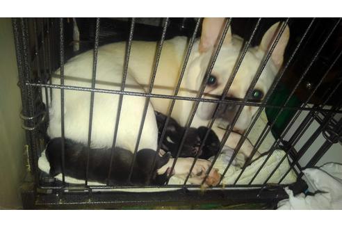 販売中のフレンチブルドッグの親犬
