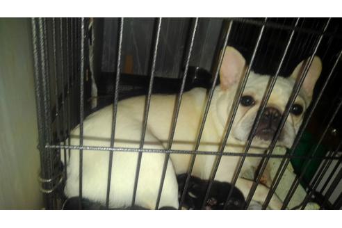 販売中のフレンチブルドッグの親犬