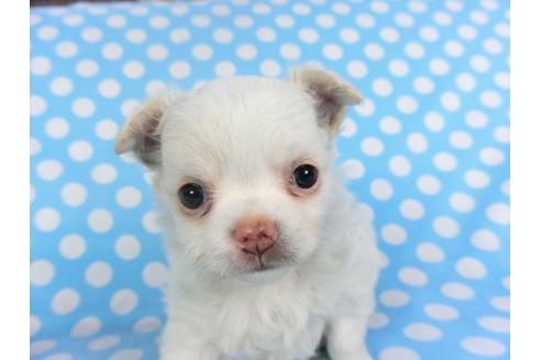 千葉県でチワワの子犬を探す ブリーダーナビ