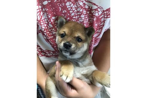 千葉県で豆柴の子犬を探す ブリーダーナビ