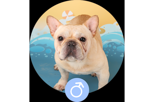 販売中のフレンチブルドッグの親犬