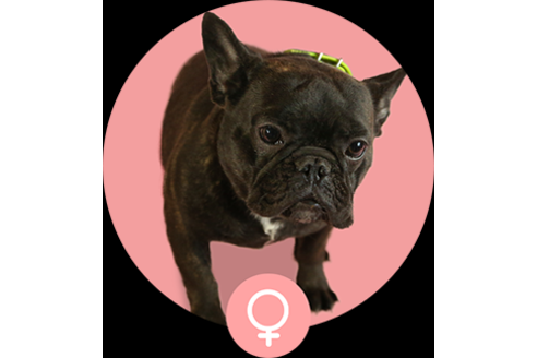 販売中のフレンチブルドッグの親犬