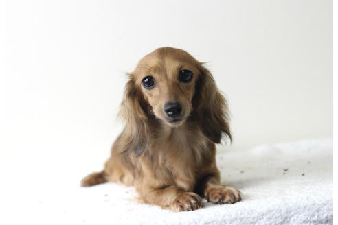 販売中のカニンヘンダックスフンド(ロングヘアード)の親犬