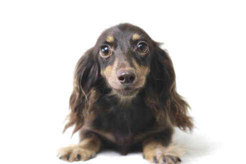 販売中のカニンヘンダックスフンド(ロングヘアード)の親犬