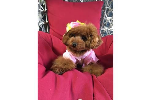 販売中のティーカッププードルの親犬