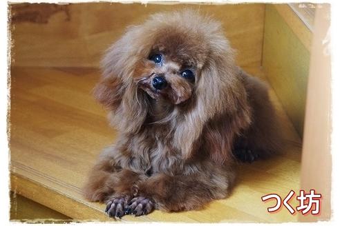 販売中のタイニープードルの親犬