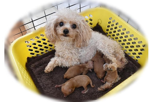 販売中のタイニープードルの親犬