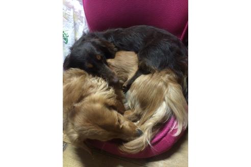 販売中のミニチュアダックスフンド(ロングヘアード)の親犬