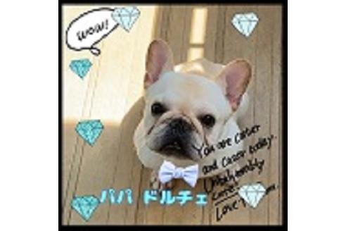 販売中のフレンチブルドッグの親犬