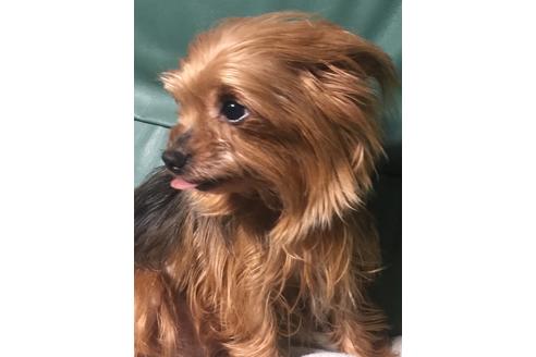 販売中のヨークシャーテリアの親犬