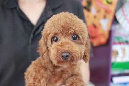 販売中のトイプードルの親犬