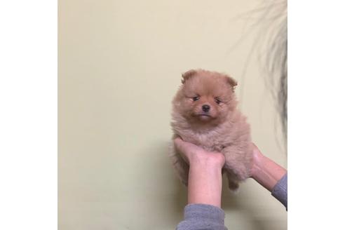 滋賀県でポメラニアンの子犬を探す ブリーダーナビ 滋賀県でポメラニアンの子犬を探す ブリーダーナビ