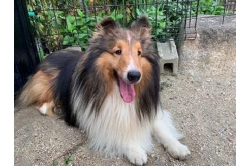 販売中のシェットランドシープドッグ(シェルティ)の親犬