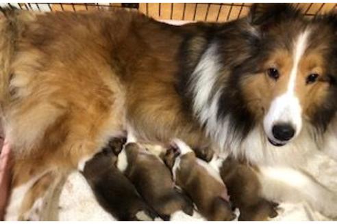 販売中のシェットランドシープドッグ(シェルティ)の親犬