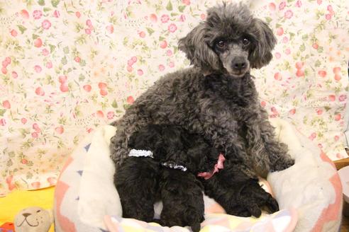 販売中のトイプードルの親犬